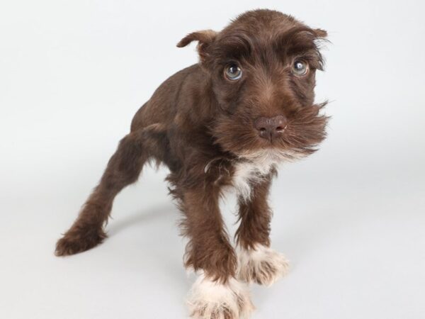 [#13849] Chocolate Male Miniature Schnauzer Puppies For Sale