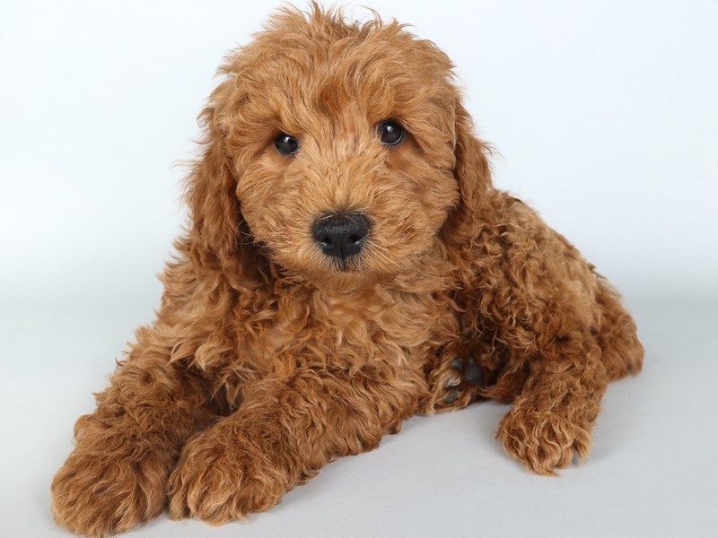 Goldendoodle Mini 2nd Gen-Dog-Male-Red-4339625-XO PUPS