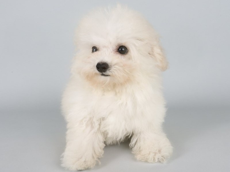 Toy Poodle-Dog-Male-White-4339694-XO PUPS