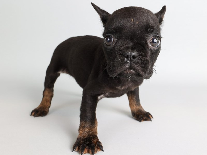 French Bulldog-Dog-Female-Black/Tan-4304784-XO PUPS
