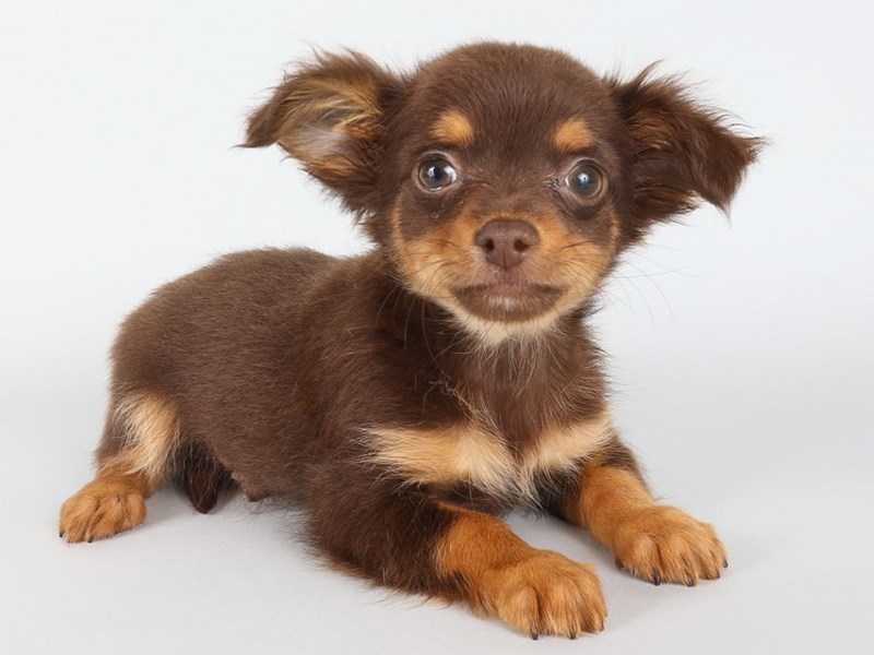 Chihuahua-Dog-Male-Chocolate/Tan-4339686-XO PUPS