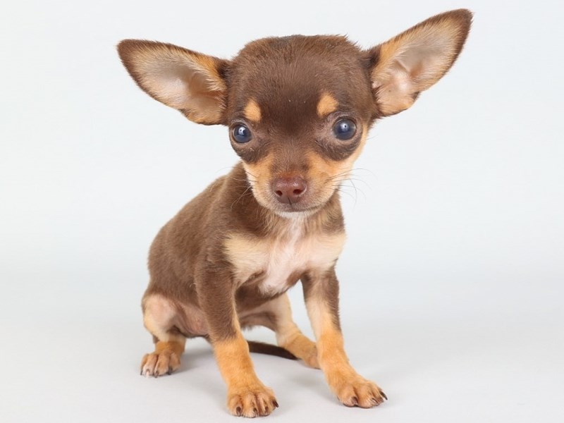 Chihuahua-Dog-Female-Chocolate/Tan-4339689-XO PUPS