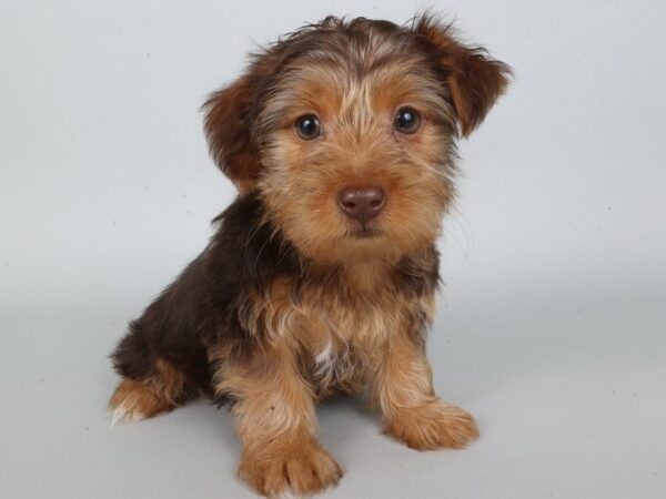 [#13867] Chocolate / Tan Male Yorkshire Terrier Puppies For Sale