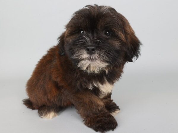 [#13868] Red Male Shihpoo Puppies For Sale
