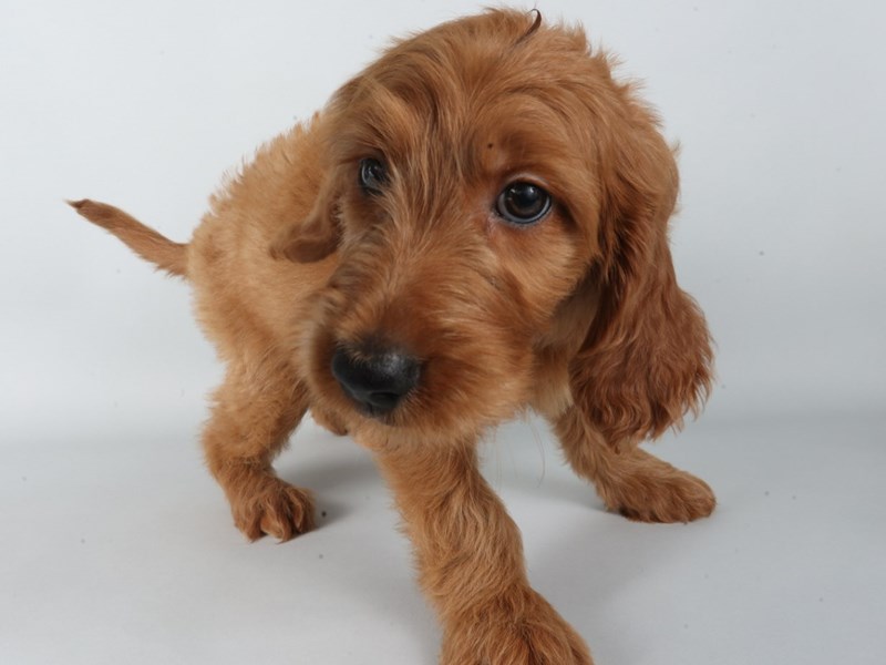 Goldendoodle-Dog-Female-Red-4363502-XO PUPS