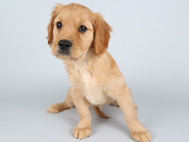 Miniature Golden Retriever-Dog-Female-Golden-4371747-XO PUPS