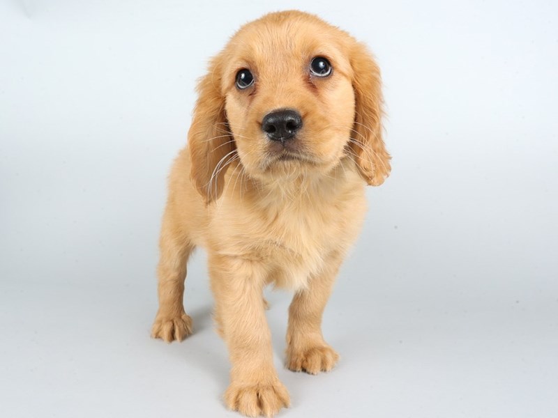 Miniature Golden Retriever-Dog-Male-Golden-4371749-XO PUPS