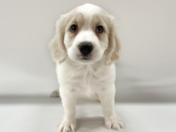 [#13901] Blenheim Male Cavamo Puppies For Sale