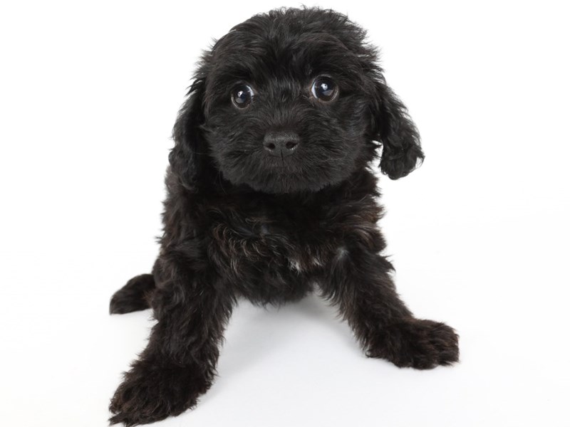 Yorkiepoo-Dog-Female-Black / White-4386643-XO PUPS