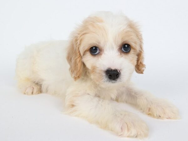 [#13895] Blenheim Male Cavachon Puppies For Sale
