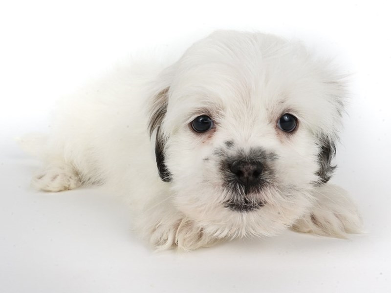 Lhasa Apso-Dog-Female-White / Brown-4386648-XO PUPS