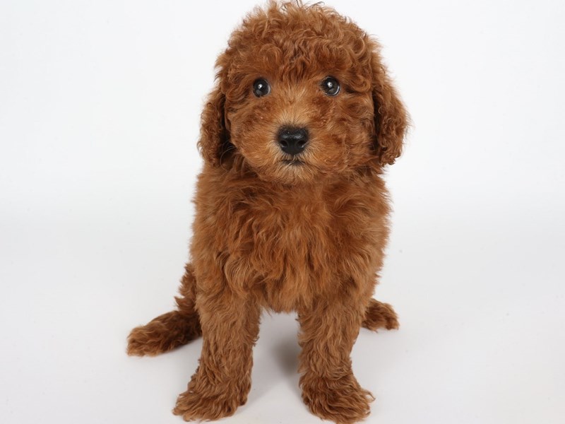 Poodle Mini-Dog-Male-Red-4386653-XO PUPS