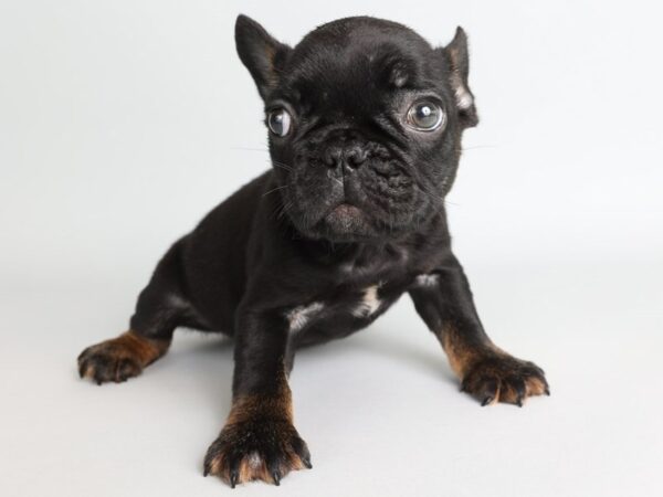 [#13836] Black/Tan Male French Bulldog Puppies For Sale
