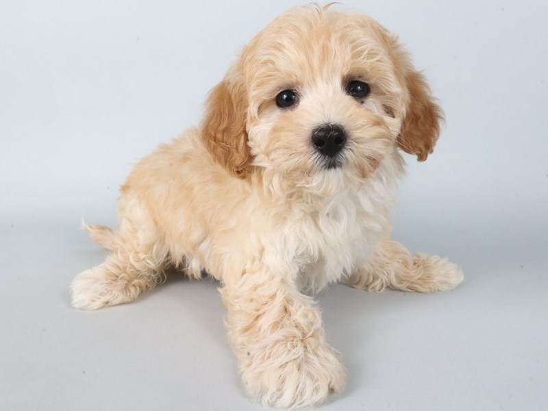 Goldendoodle Mini-Dog-Female-Apricot-4363563-XO PUPS