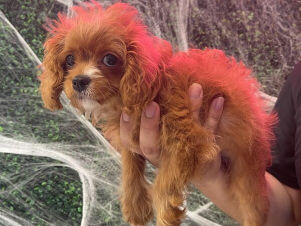 [#13865] Ruby Red Female Cavapoo Puppies For Sale