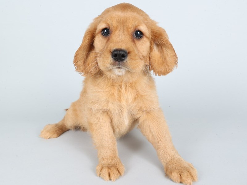 Miniature Golden Retriever-Dog-Female-Golden-4371748-XO PUPS