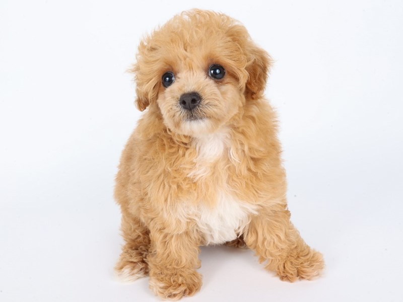 Toy Poodle-Dog-Female-Apricot-4379703-XO PUPS