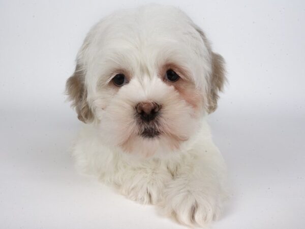 [#13899] White / Cream Female Lhasa Apso Puppies For Sale