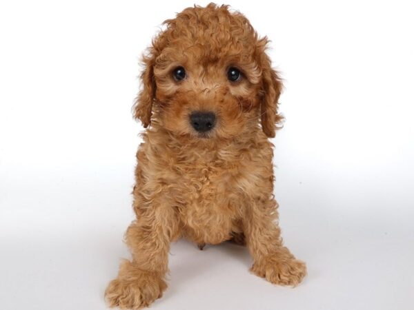 [#13902] Red Male Goldendoodle Mini 2nd Gen Puppies For Sale