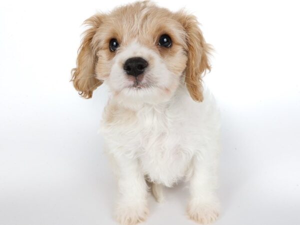 [#13904] Blenheim Male Cavachon Puppies For Sale