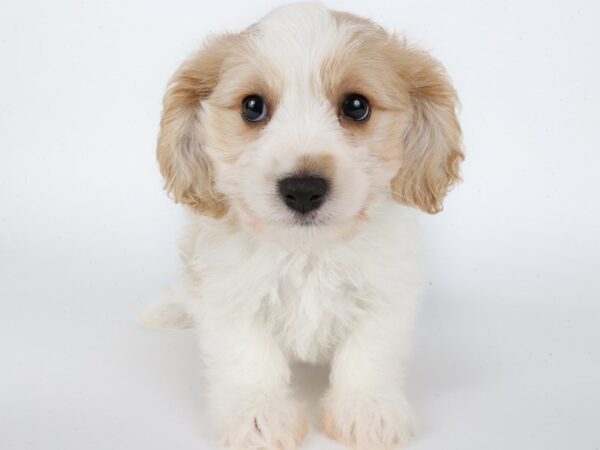 [#13905] Blenheim Male Cavachon Puppies For Sale