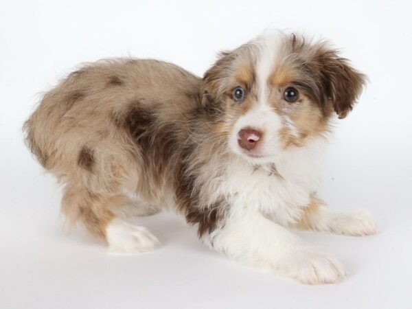 [#13906] Red Merle Female Aussiedoodle Puppies For Sale