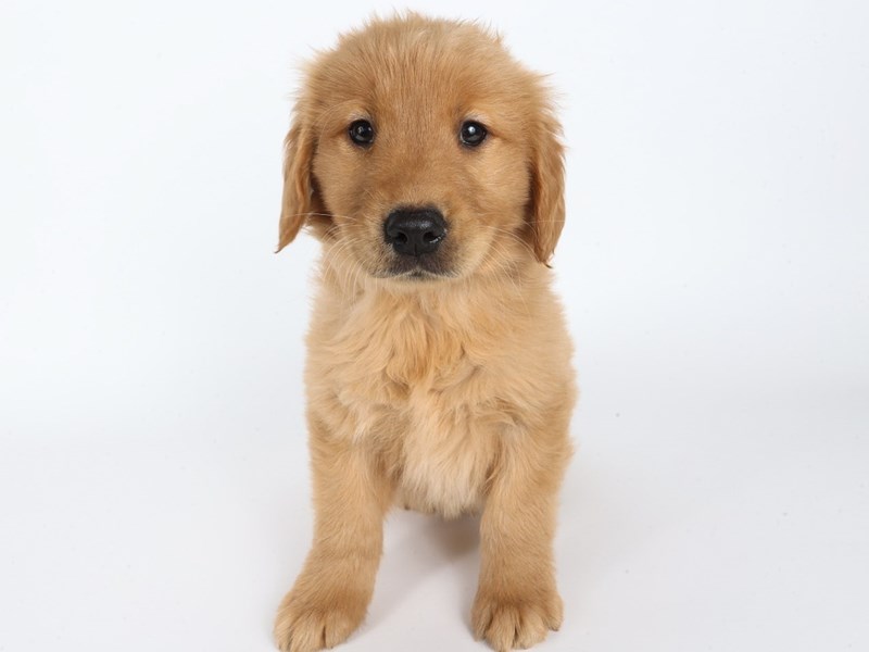 Golden Retriever-Dog-Male-Golden-4410512-XO PUPS