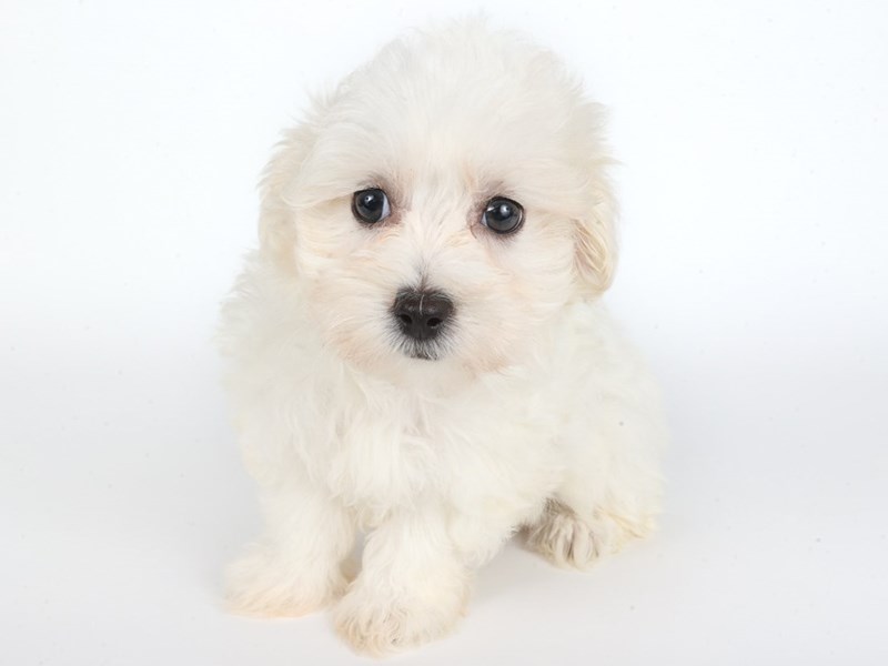 Maltichon-Dog-Female-White-4416816-XO PUPS