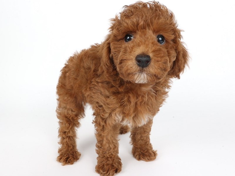 Poodle Mini-Dog-Male-Red-4424487-XO PUPS