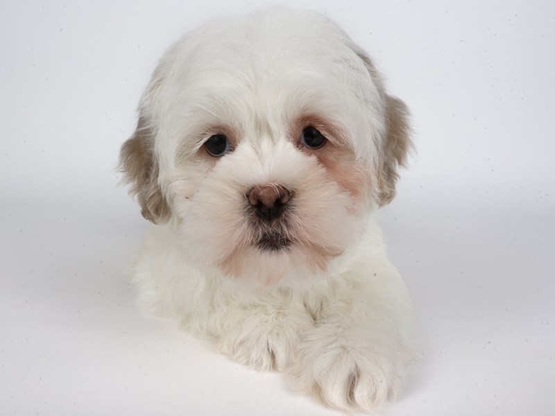 Lhasa Apso-Dog-Female-White / Cream-4386652-XO PUPS