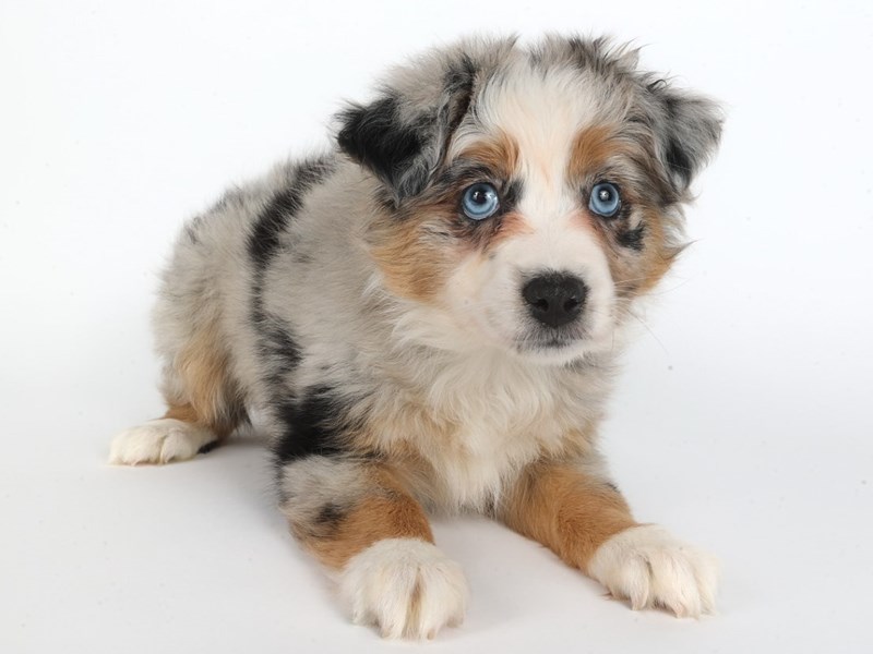 Miniature Australian Shepherd-Dog-Female-Blue Merle-4418693-XO PUPS