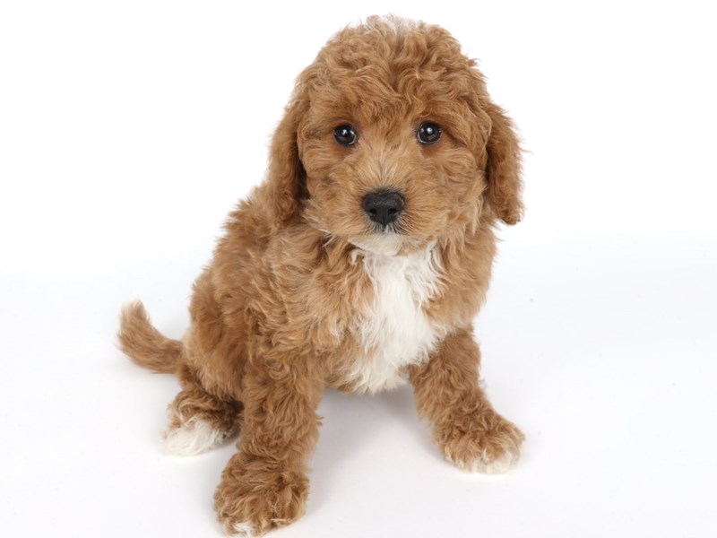 Cockadoodle-Dog-Female-Red-4424485-XO PUPS