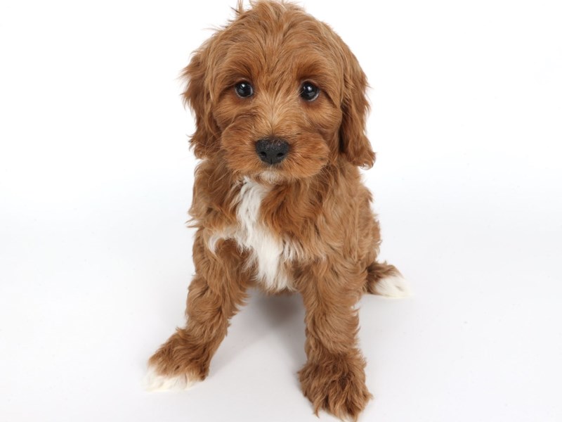 Cockadoodle-Dog-Female-Red-4424486-XO PUPS