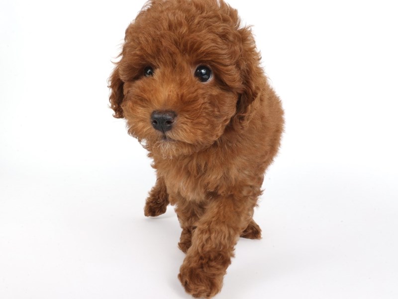 Poodle Mini-Dog-Male-Red-4424490-XO PUPS