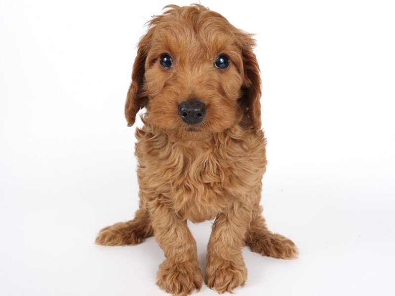Goldendoodle Mini-Dog-Male-Red-4433014-XO PUPS
