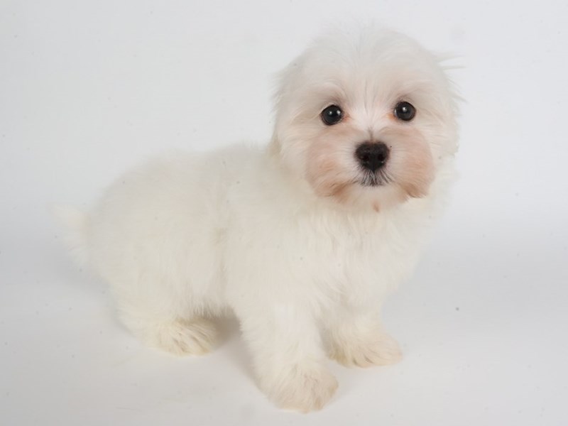 Maltese-Dog-Male-White-4459687-XO PUPS