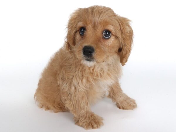 [#13920] Red Male Cavapoo Puppies For Sale