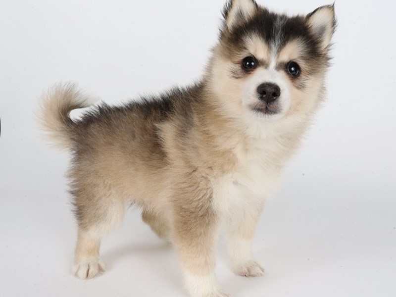 [#13944] Black / White Male Pomsky Puppies For Sale