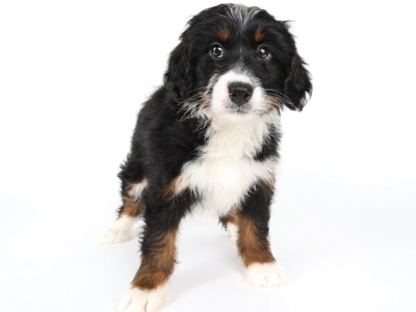[#13949] Tri-Colored Female Miniature Bernedoodle Puppies For Sale