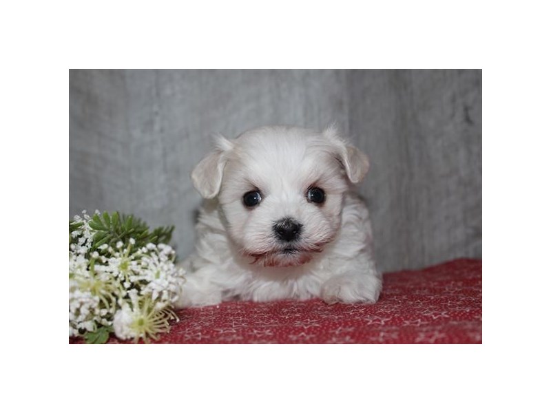 Maltese-Dog-Male-White-4449100-XO PUPS