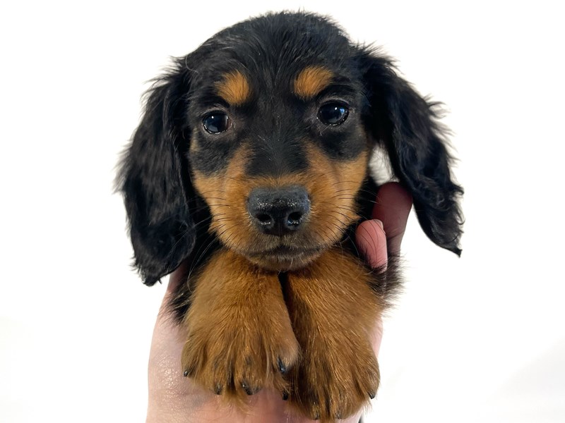 [#13957] Black / Tan Male Dachshund Puppies For Sale #4