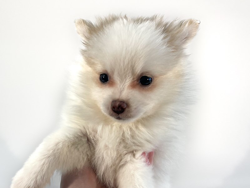 Pomeranian-Dog-Female-Brown / White-4449098-XO PUPS