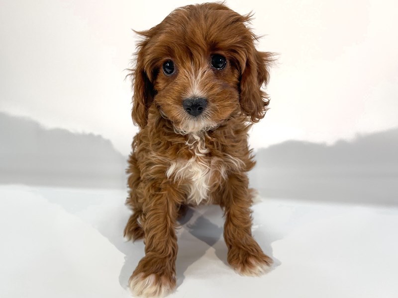 [#13961] Red Female Cavapoo Puppies For Sale #3