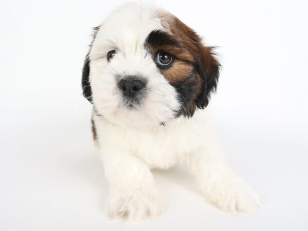 [#13969] White / Brown Male Shih Tzu Puppies For Sale