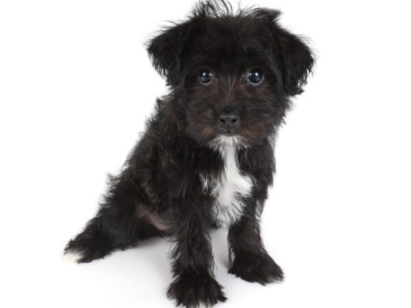 [#13971] Chocolate / White Female Yochon Puppies For Sale