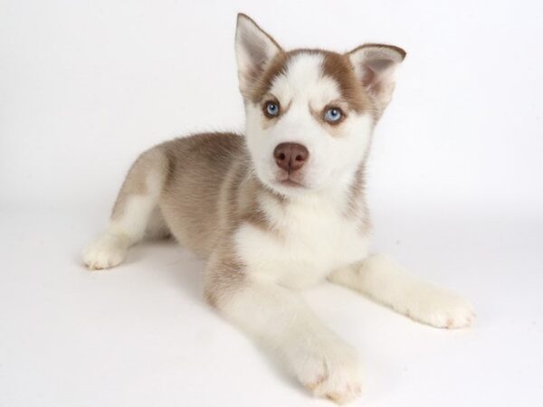 [#13972] Red / White Female Siberian Husky Puppies For Sale