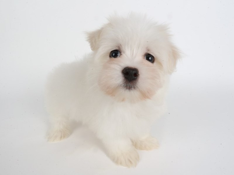 Maltese-Dog-Female-White-4459700-XO PUPS