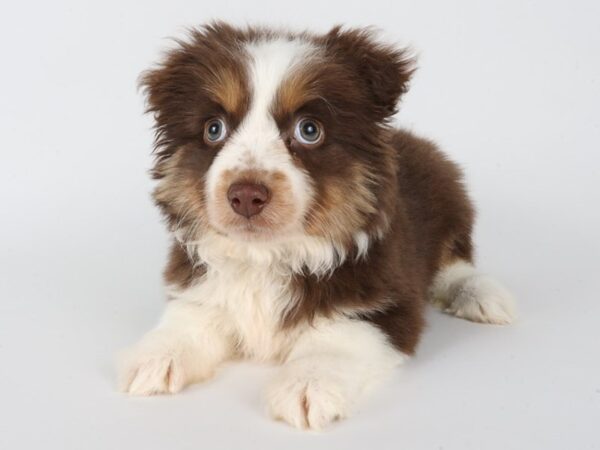 [#13976] Chocolate / Tan Female Miniature Australian Shepherd Puppies For Sale