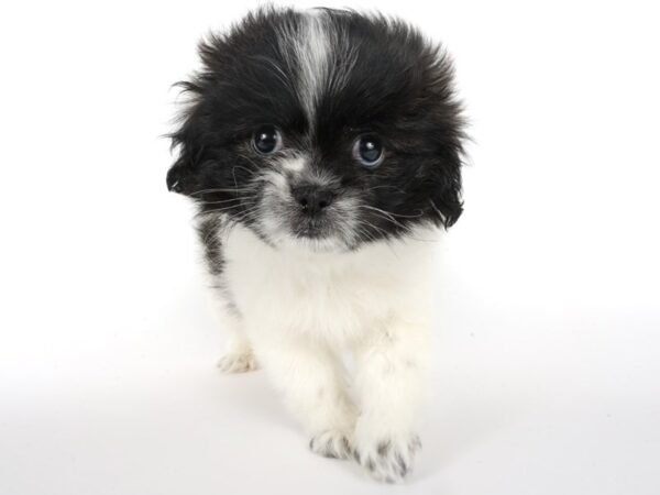 [#13980] Sable White Male Pekapoo Puppies For Sale