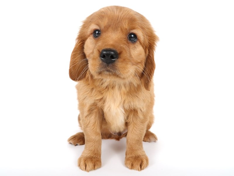 Miniature Golden Retriever-Dog-Male-Golden-4476598-XO PUPS